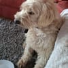 Jerry sucht dringend neues zu Hause