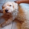 Jerry sucht dringend neues zu Hause