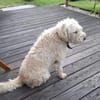 Jerry sucht dringend neues zu Hause
