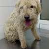 Jerry sucht dringend neues zu Hause