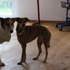 Mathilda  wartet in 90427 Nürnberg