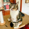 Hübscher älterer Kater Little Un