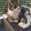 Hübscher älterer Kater Little Un