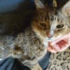 Hübscher älterer Kater Little Un