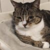 Hübscher älterer Kater Little Un