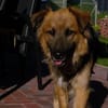 Schäferhundmix Paddington
