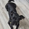 Fifi, wunderbarer Hundemann, 7J 49326