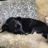 Fifi, wunderbarer Hundemann, 7J 49326