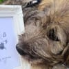 Knopfauge Cedric sucht dich!