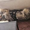 Knopfauge Cedric sucht dich!