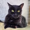 Cachou