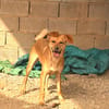BROWNIE (101 Huellas)