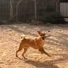 BROWNIE (101 Huellas)