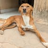 CEREZA (Animalcazar)2