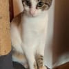 Ganasha, femelle, chat européen, née le 15/04/2025 🐱