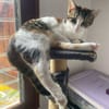 Ganasha, femelle, chat européen, née le 15/04/2025 🐱
