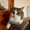 Ganasha, femelle, chat européen, née le 15/04/2025 🐱