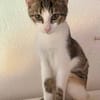 Ganasha, femelle, chat européen, née le 15/04/2025 🐱