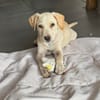 Archibald, mâle, croisé labrador, né le 01/06/2025