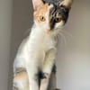 Ama, femelle, chat européen, née le 15/04/2025 🐱
