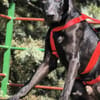 DRAGO