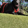 DRAGO
