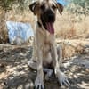 DAMA (union animal)
