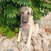 DAMA (union animal)