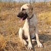 DAMA (union animal)