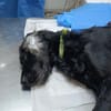 HANNAH (union animal)