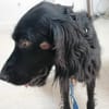 HANNAH (union animal)
