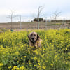 THOR (Animalcazar)