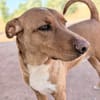 TOBY (Animalcazar)