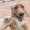TOBY (Animalcazar)