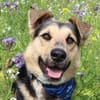 Murphy- FIT AUF VIER PFOTEN