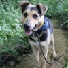 Murphy- FIT AUF VIER PFOTEN