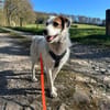 Lola ist wieder auf der Suche