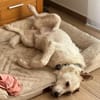 Lola ist wieder auf der Suche