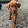 Chow-Chow-Mix FELIXin 53940 Hellenthal