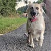 Rosie Daisy