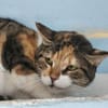 Lucky, ausgeglichene Katzenlady, ca. 5 J