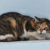Lucky, ausgeglichene Katzenlady, ca. 5 J