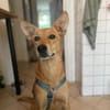 Alfie, stubenreiner Rüde, 5J 22765