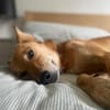 Alfie, stubenreiner Rüde, 5J 22765