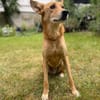 Alfie, stubenreiner Rüde, 5J 22765