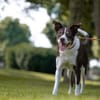 Cayo, 5 Jahre, sucht passenden Deckel