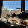 Jinx & Lexi suchen ihre Familie