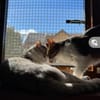 Jinx & Lexi suchen ihre Familie
