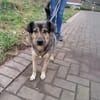 Soziale Hundeoma KATE sucht ♥