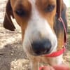 Seelenhund Rio in Braunfels